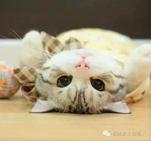 萌到心坎里的猫咪,真是萌死人不偿命啊!