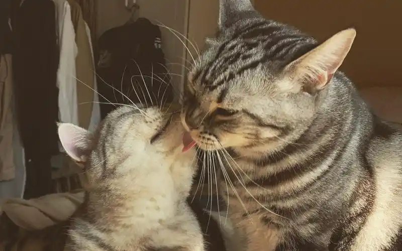 冬天的猫,晒晒太阳亲亲嘴儿_哔哩哔哩 (゜-゜)つロ 干杯~-bilibili