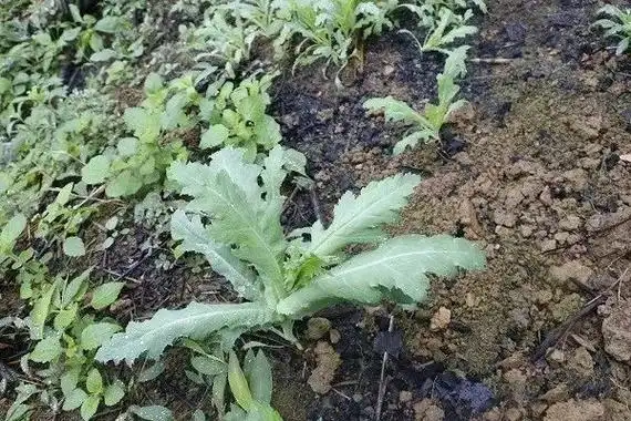 辰溪县安坪镇红敏有村民种植罂粟