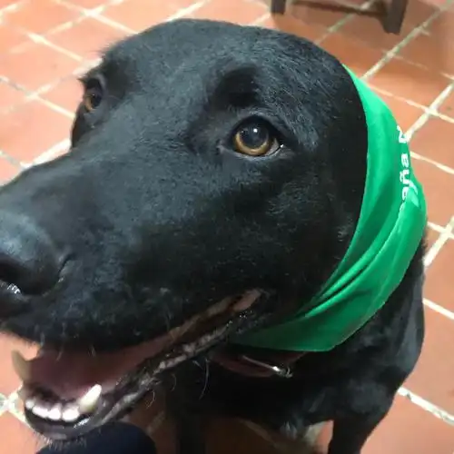 为什么说黑色的拉布拉多不要养? - 知乎