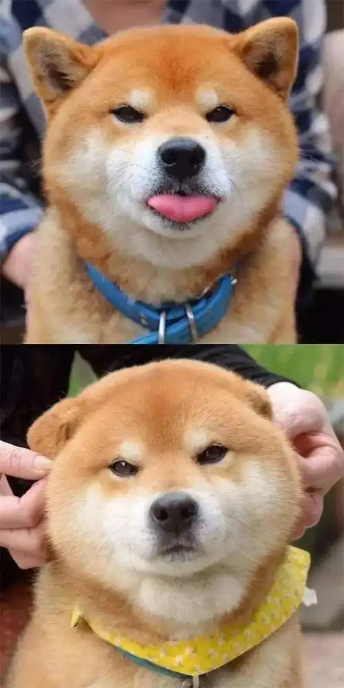 一只极具表现力的狗狗,完全被这邪魅一笑的表情撩到了!