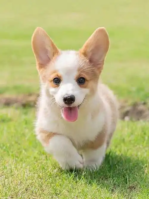 上海专业柯基犬舍推荐疫苗齐全上门挑选