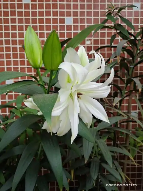 这个重瓣百合好香