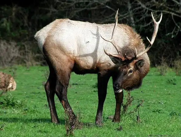 p>加拿大马鹿(学名: i>cervus canadensis canadens