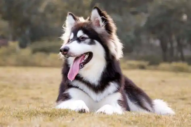 给予主人安全感可爱的巨型犬阿拉斯加卖萌日常惹主人喜爱