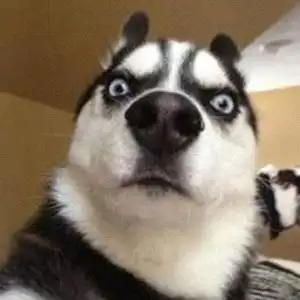 逗比哈士奇狗狗_搞笑头像图片_扣扣居