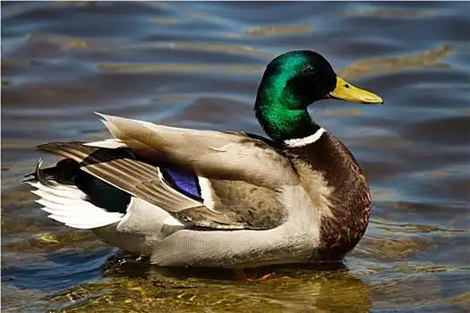 加拿大鸭子图片_加拿大鸭子图片大全_加拿大鸭子图片下载