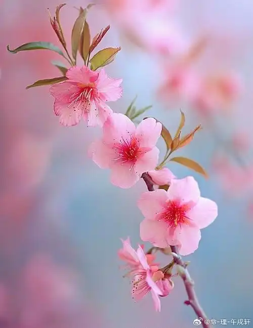 壁纸 花 桌面 690_896 竖版 竖屏 手机