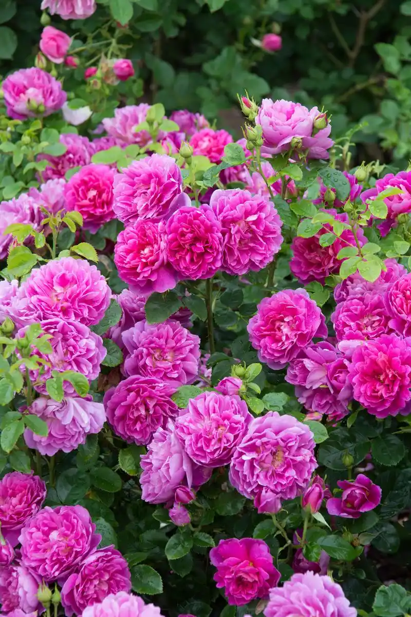 月季品种:安妮公主.奥斯汀于2011年发布的一款灌木月季品种 - 抖音