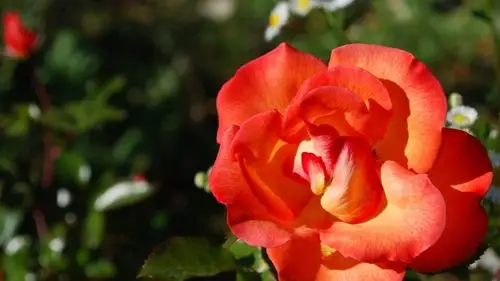 android安卓小清新 静物写真 静物 花卉高清手机壁纸免费下载,安心