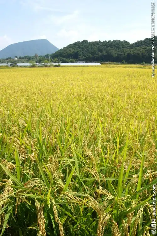 稻田麦田摄影图__自然风景_自然景观_摄影图库_昵图网nipic.com