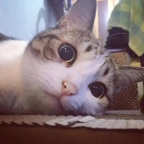 萌宠头像喵星人女生头像可爱