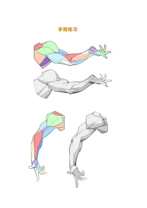 手臂结构 和手臂肌肉结构画法~ 干货教程 - 哔哩哔哩