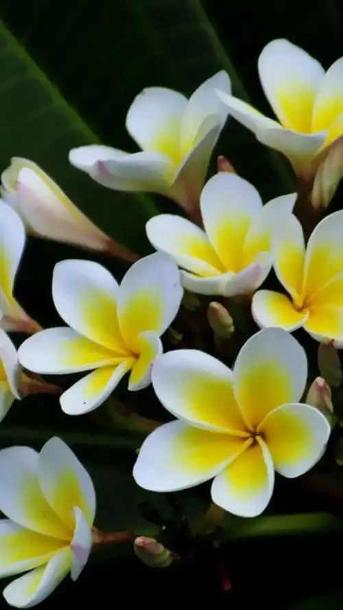 花朵壁纸:清新纯雅的鸡蛋花_网易订阅