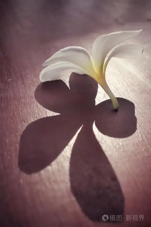 白色素馨花的影子