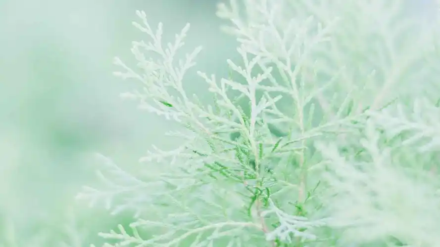 养眼绿色植物清新高清桌面壁纸