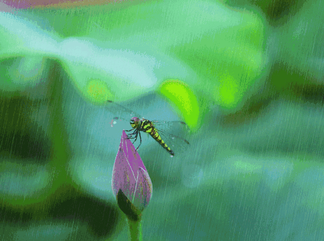 夏雨荷风你在韵中