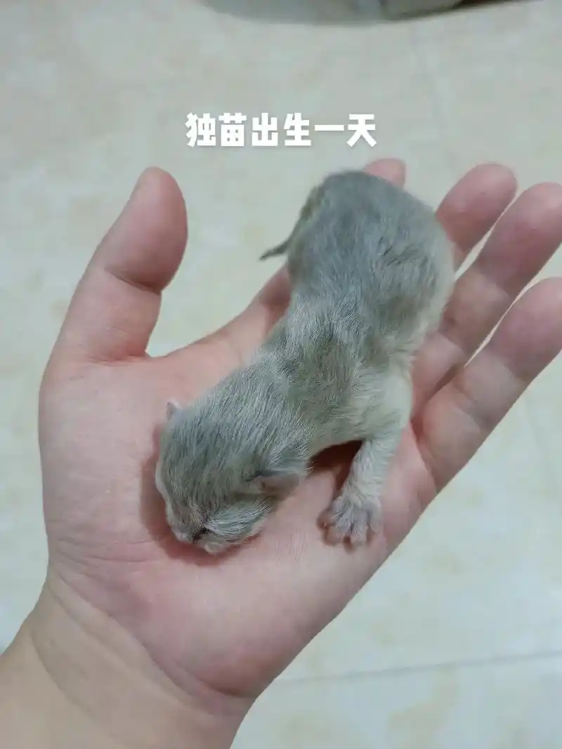 就生了一只,蓝金长毛小奶猫,天天开着取暖器,就怕小奶猫体温低 - 抖音