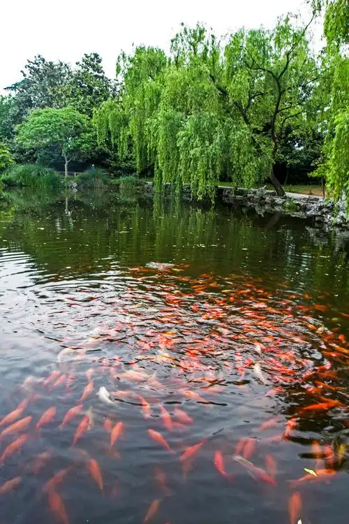 杭州行之花港观鱼