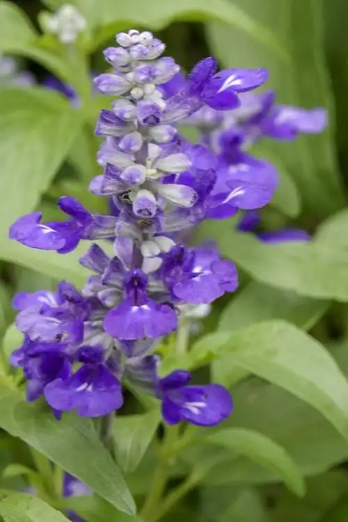 蓝花鼠尾草vv首发