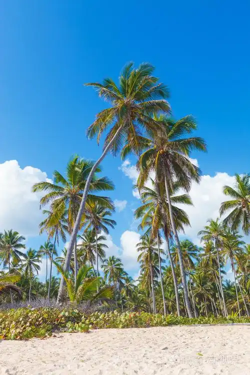 椰子树海滩上