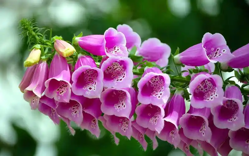 壁纸 美丽的粉红色铃铛花 2880x1800 hd 高清壁纸, 图片, 照片