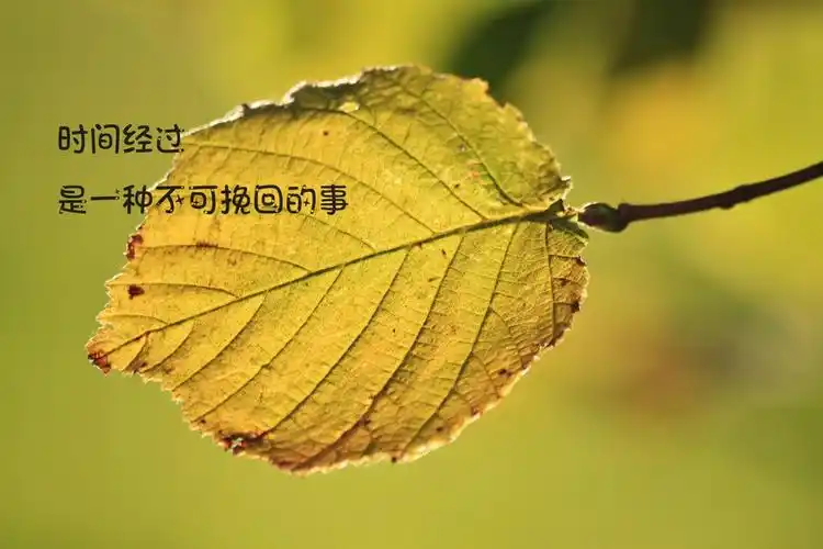 文字说说加图片