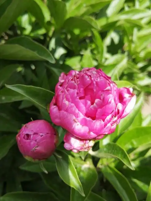 其它 芍药花 写美篇芍药花, 是草本,花朵大,而且色