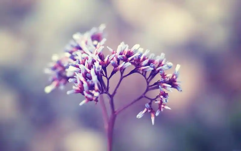 小清新鲜花唯美意境写真,高清壁纸图片,鲜花背景-回车桌面
