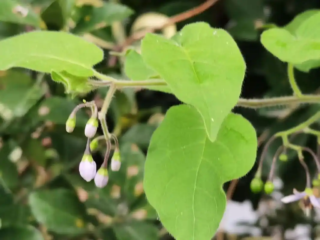 白英 又叫薤白,白毛藤,白草,毛千里光,毛风藤,排风藤,毛 - 抖音