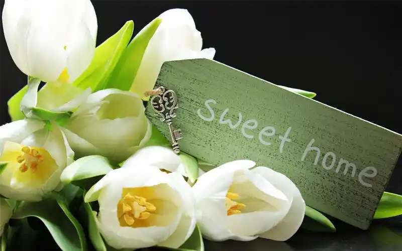 小清新郁金香高清桌面壁纸