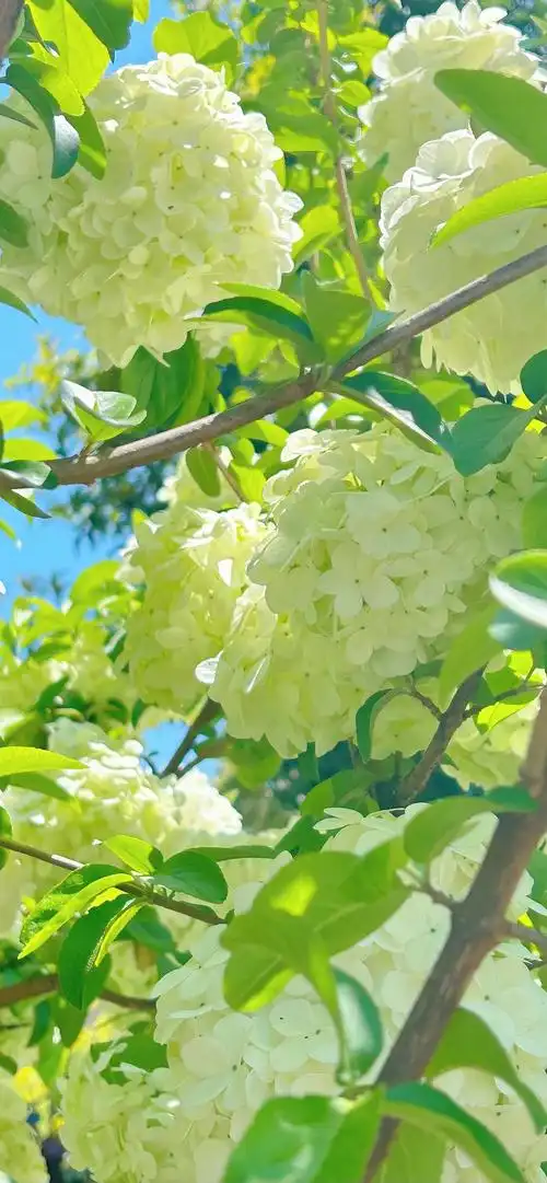 绣球花壁纸2谢谢大家的喜欢带着新图来啦