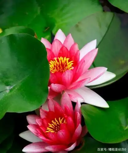 在绿叶中,双双含笑