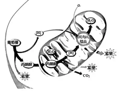 酵母菌呼吸过程是从分解葡萄糖开始的,有氧呼吸的全过程分为3个阶段.