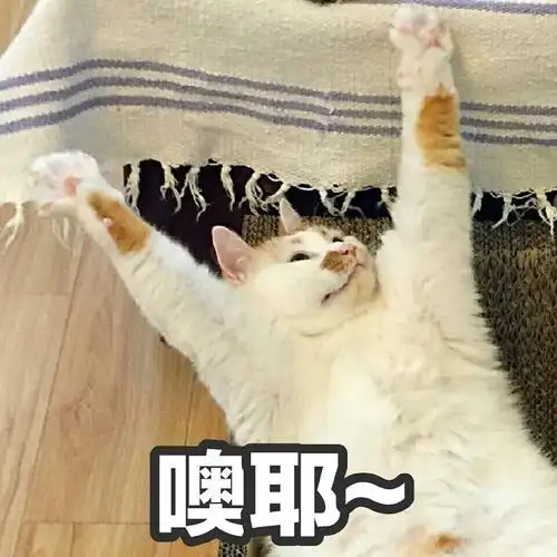 萌宠喵星人欧耶我太开心了活泼可爱gif动图_动态图_表情包下载_soogif