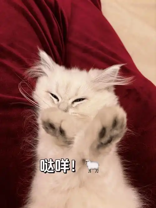 小猫咪手势表情包!谁家小猫咪这么可爱呀!#猫咪的迷惑行为 # - 抖音