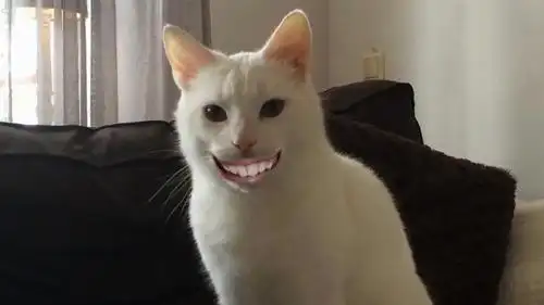 猫会笑吗?它们的笑跟我们人类的笑是一个意思吗