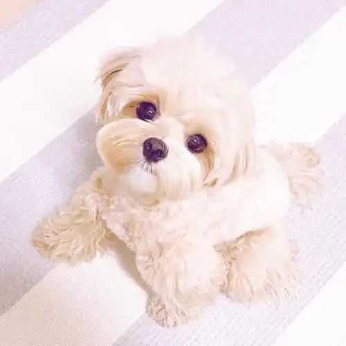 最新狗狗图片超萌壁纸大全 捉到一只小可爱-可爱图片