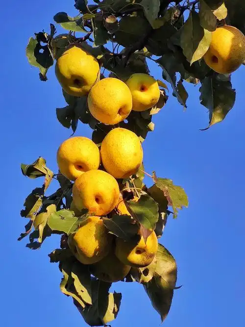 金秋北京大兴万亩梨园硕果累累