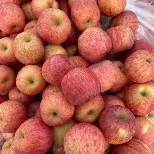 山东烟台栖霞红富士苹果实拍过年送礼首选