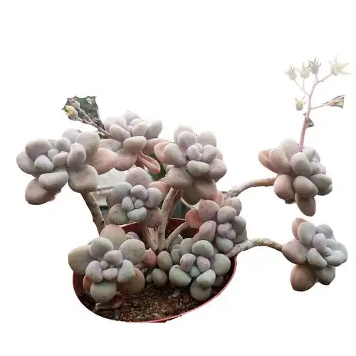 多肉植物张大叔大叔艾伦老桩悬崖办公室美观防辐射多肉植物