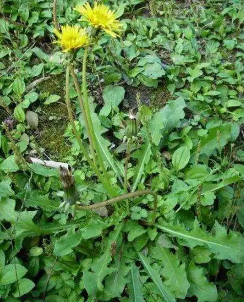 春天的野菜——蒲公英