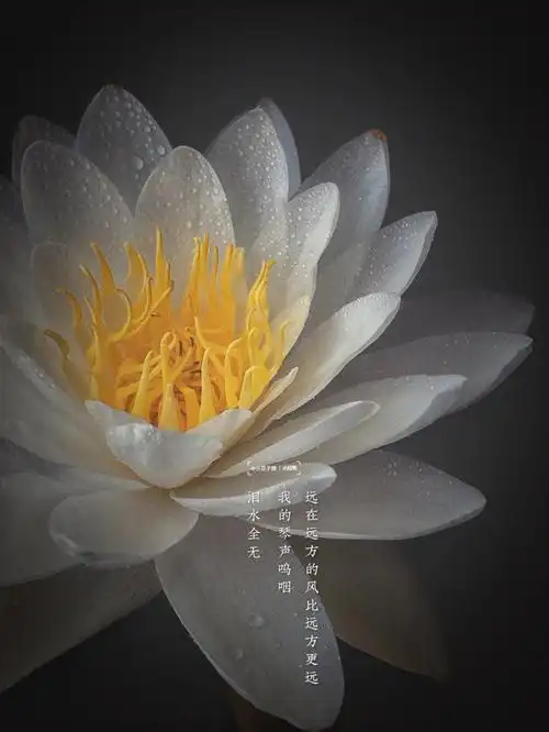 睡莲花开白睡莲随缘安然禅意