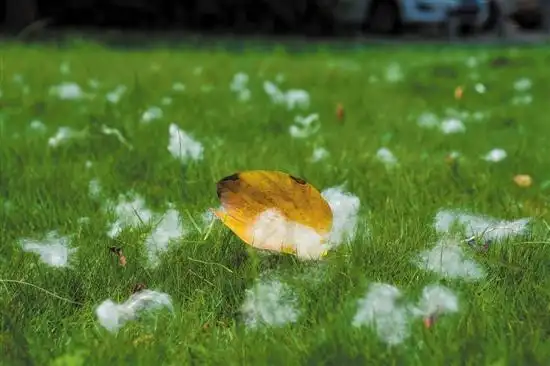 木棉飞絮幻如雪景