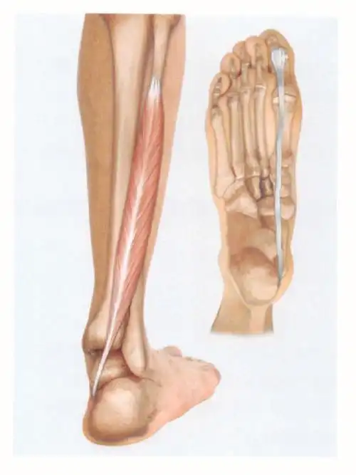 屈肌[ musculus flexor hallucis longus ]拇长屈肌能屈拇趾和踝关节
