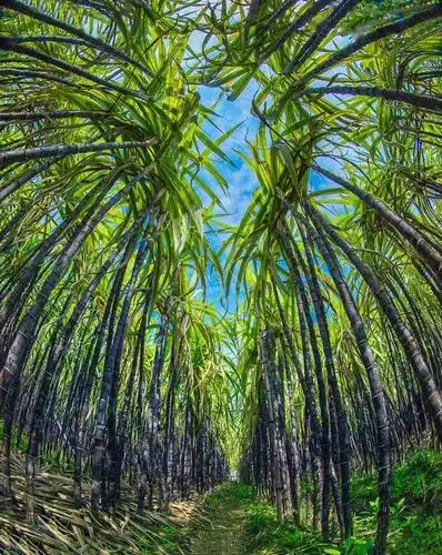 灵宝这里竟藏着一大片甘蔗林你知道吗