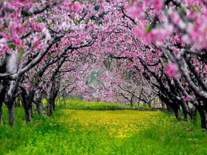 在那桃花盛开的地方 "小桃子"做成了"大产业"