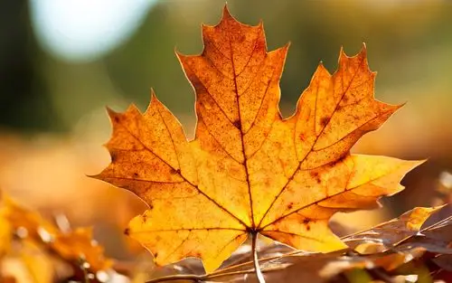 秋天枫叶特写 壁纸 - 1920x1200