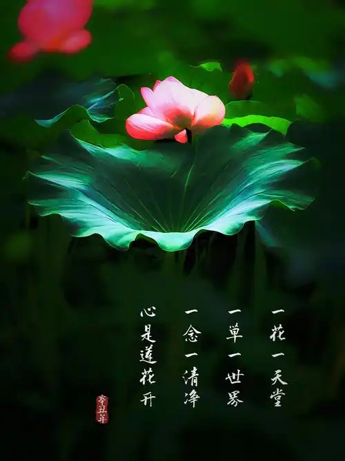 一念一清净心是莲花开不同方位不同感觉