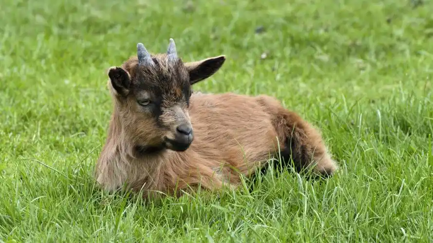 壁纸 山羊,角,绿草如茵 5120x2880 uhd 5k 高清壁纸, 图片, 照片